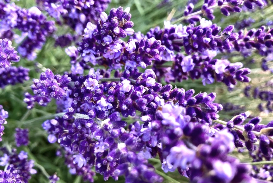 IMG_8516.jpg?type=w966