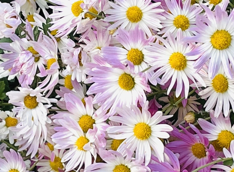 IMG_1161.jpg?type=w966