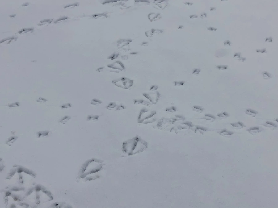 IMG_2534.jpg?type=w966