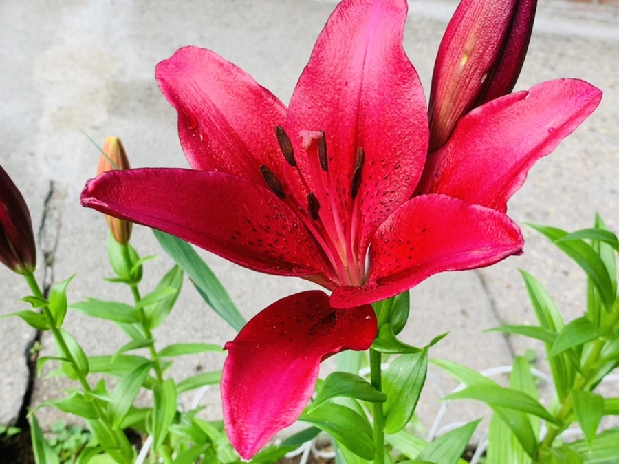 IMG_7291.jpg?type=w966