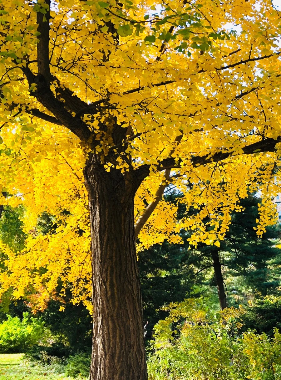 IMG_7541.jpg?type=w966