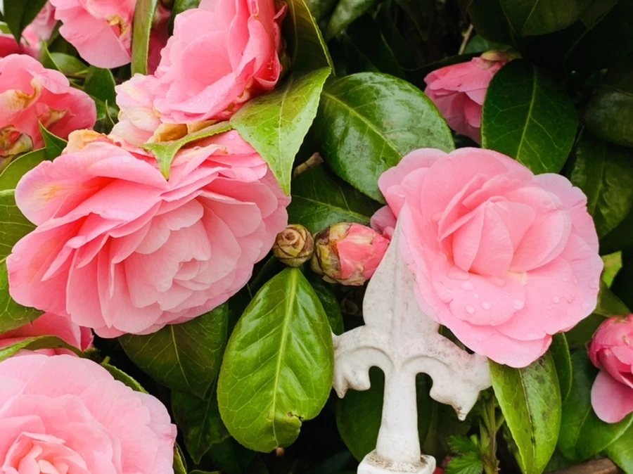 IMG_1415.jpg?type=w966