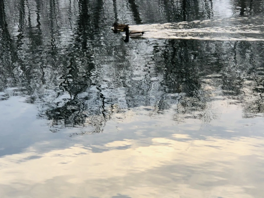 IMG_4523.jpg?type=w966