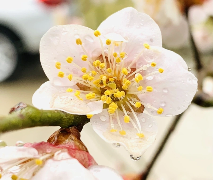 IMG_1771.jpg?type=w966