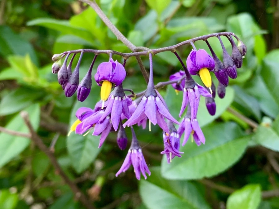 IMG_4643.jpg?type=w966