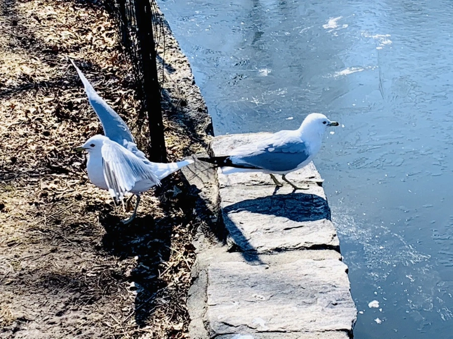 IMG_8903.jpg?type=w966