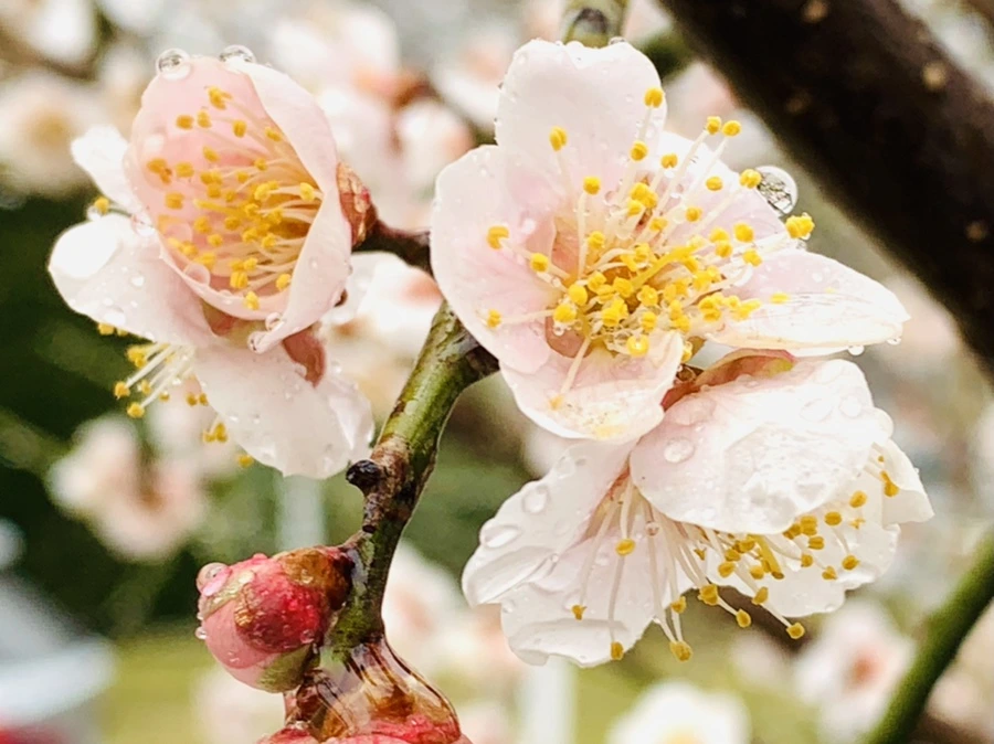 IMG_1783.jpg?type=w966