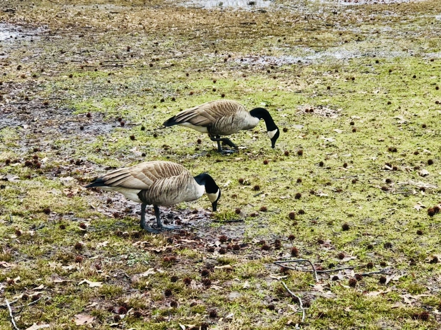 IMG_6554.jpg?type=w966