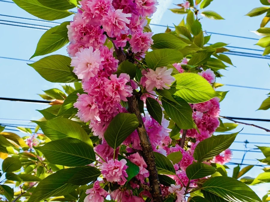 IMG_1109.jpg?type=w966