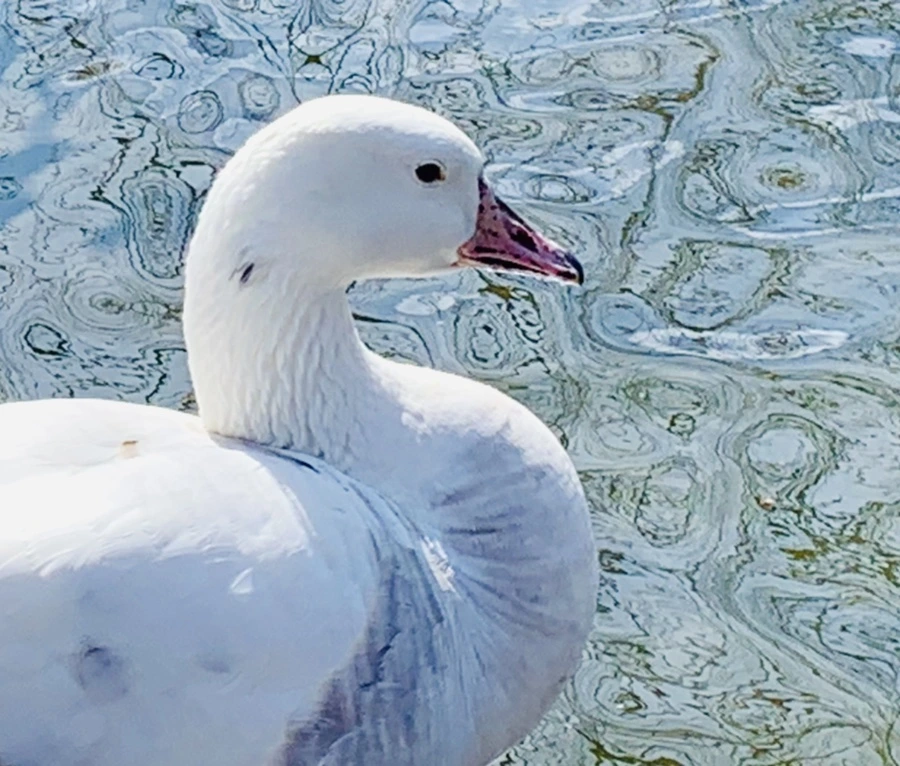 IMG_0574.jpg?type=w966