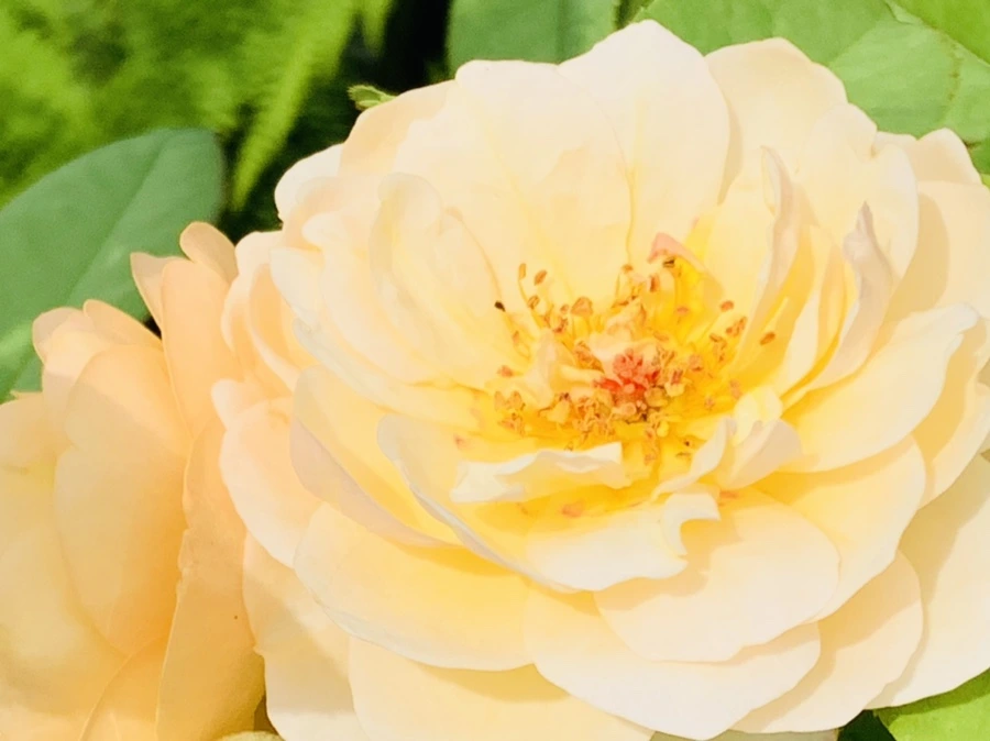 IMG_9452.jpg?type=w966