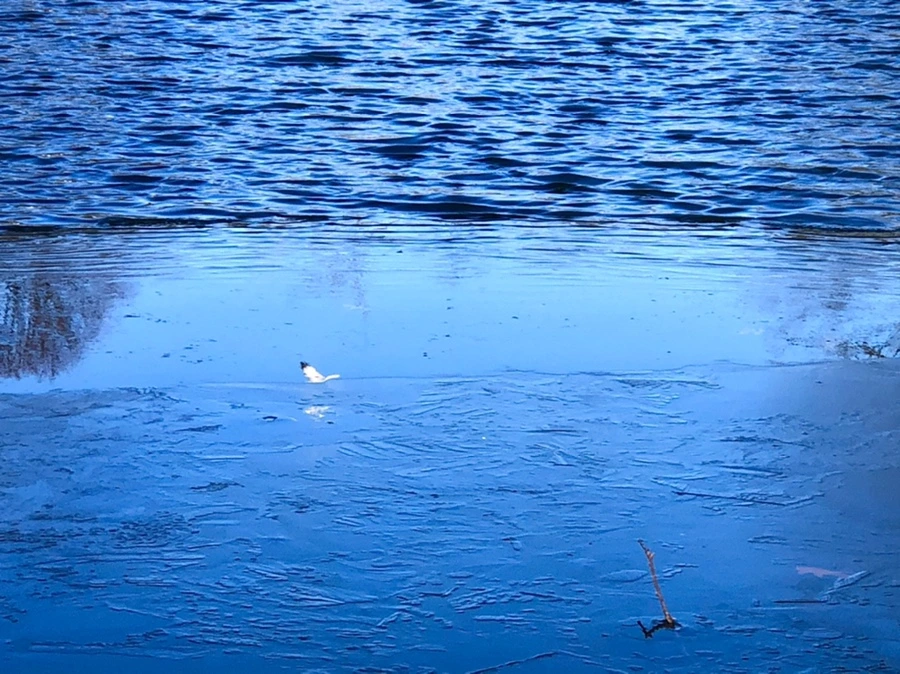 IMG_0568.jpg?type=w966