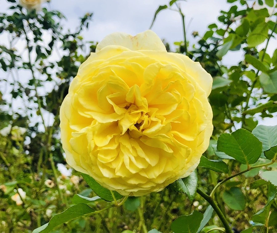 TbqmeNQzAJerMnixxnCUd2UJVx4