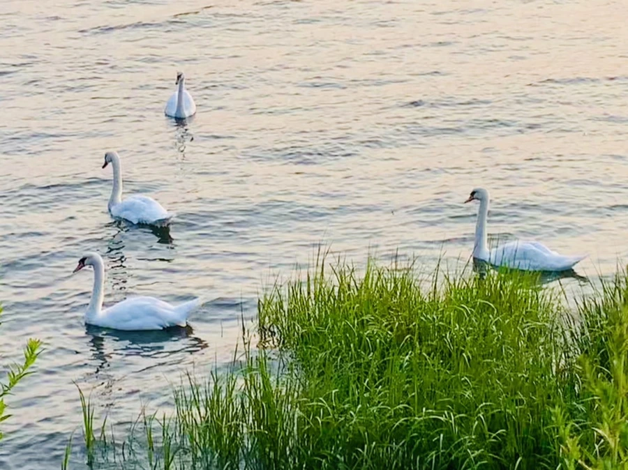 IMG_3629.jpg?type=w966