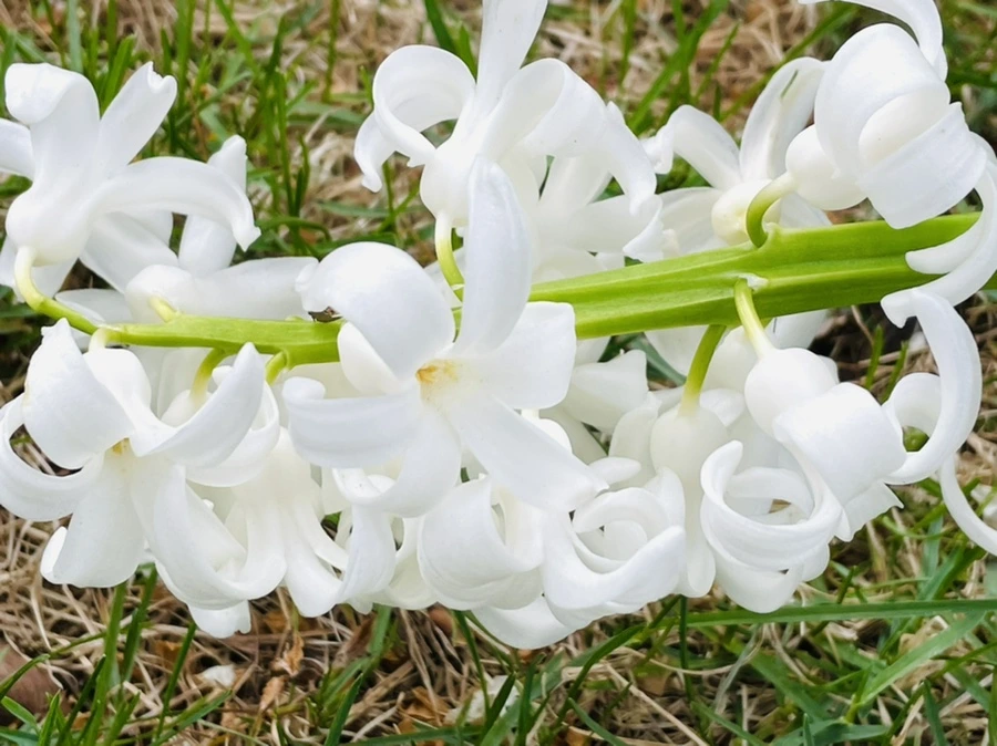 IMG_2416.jpg?type=w966