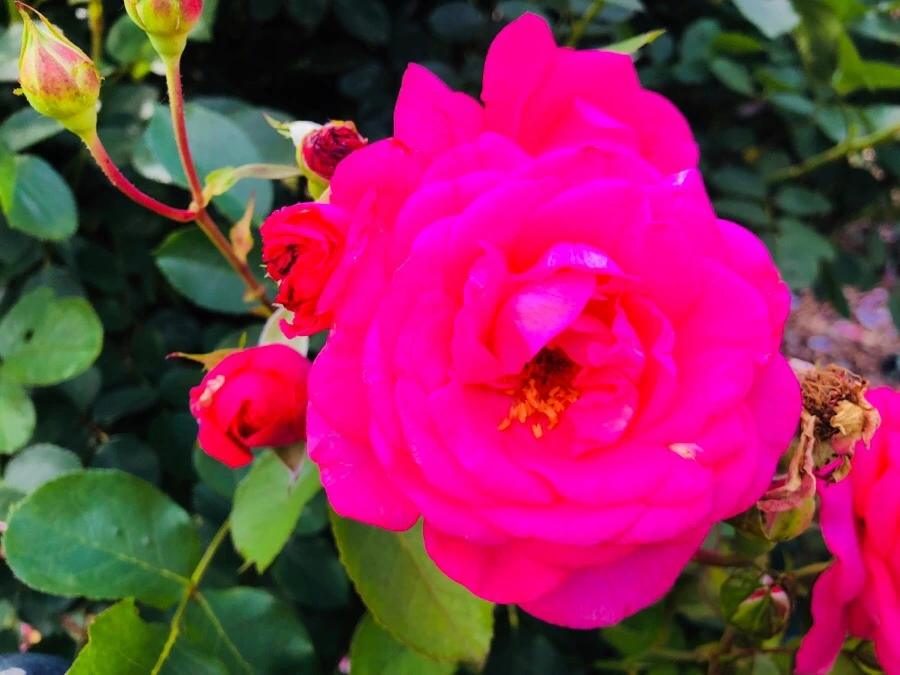 IMG_7848.jpg?type=w966