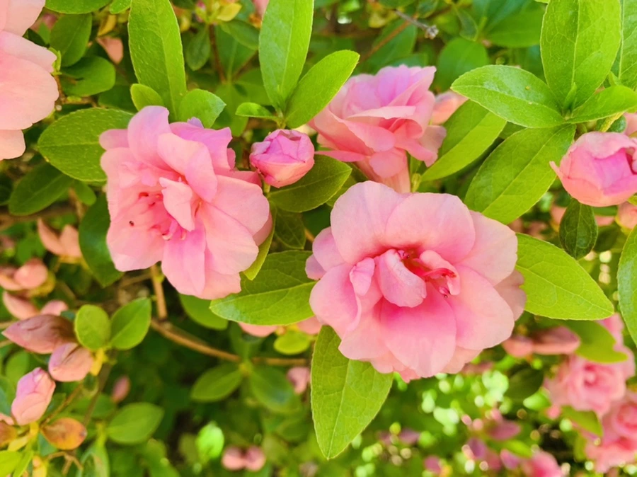 IMG_3108.jpg?type=w966