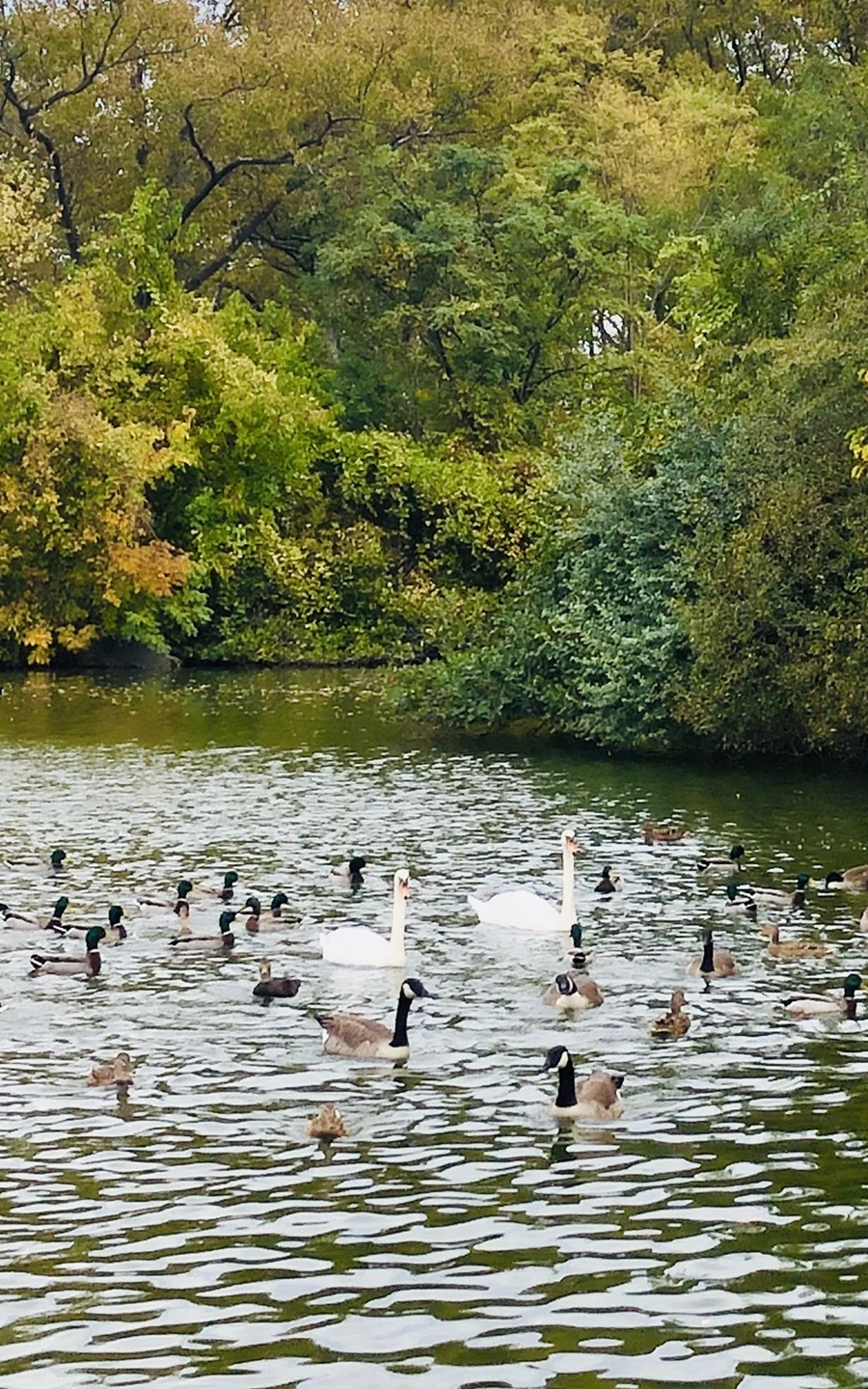 IMG_2907.jpg?type=w966