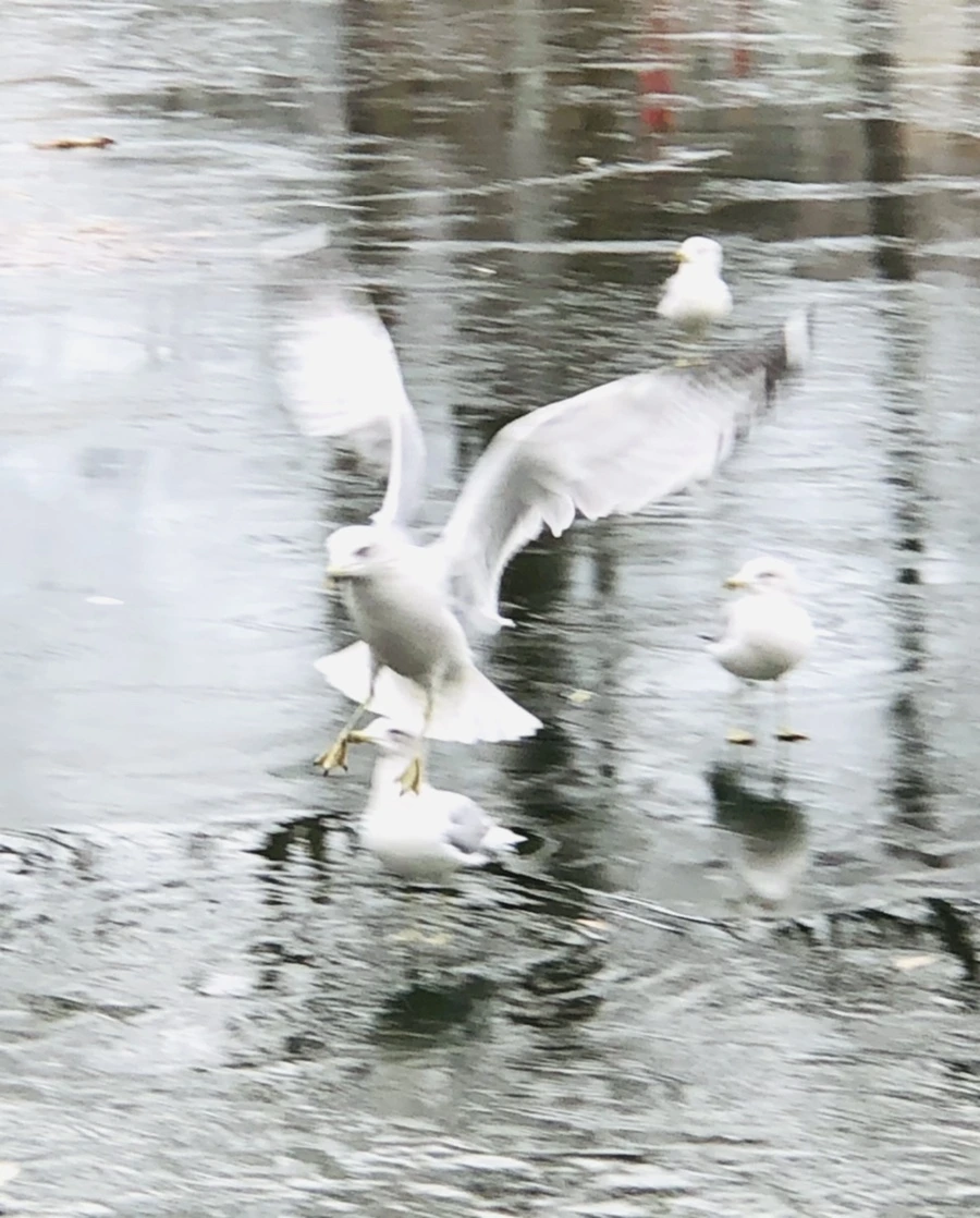 IMG_8899.jpg?type=w966