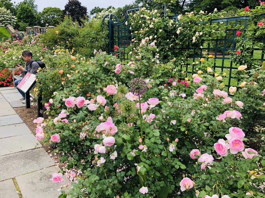 IMG_5696.jpg?type=w966