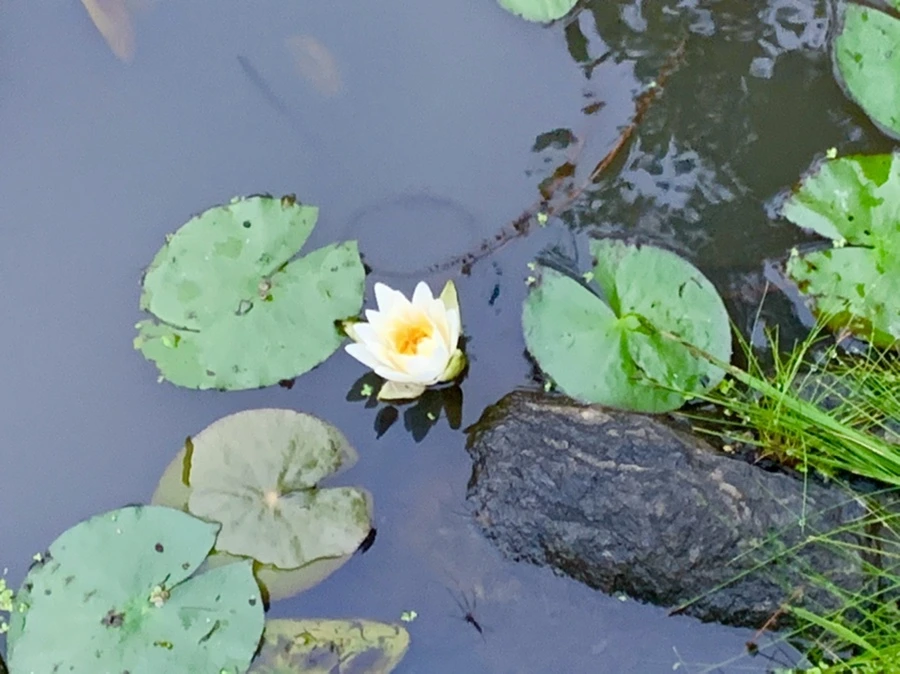 IMG_6911.jpg?type=w966