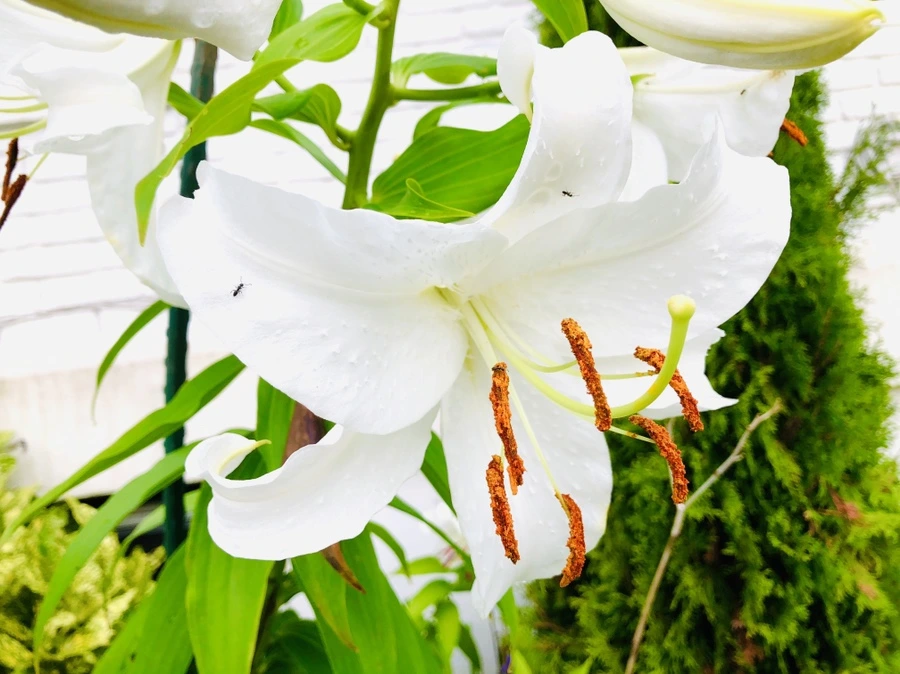 IMG_4176.jpg?type=w966