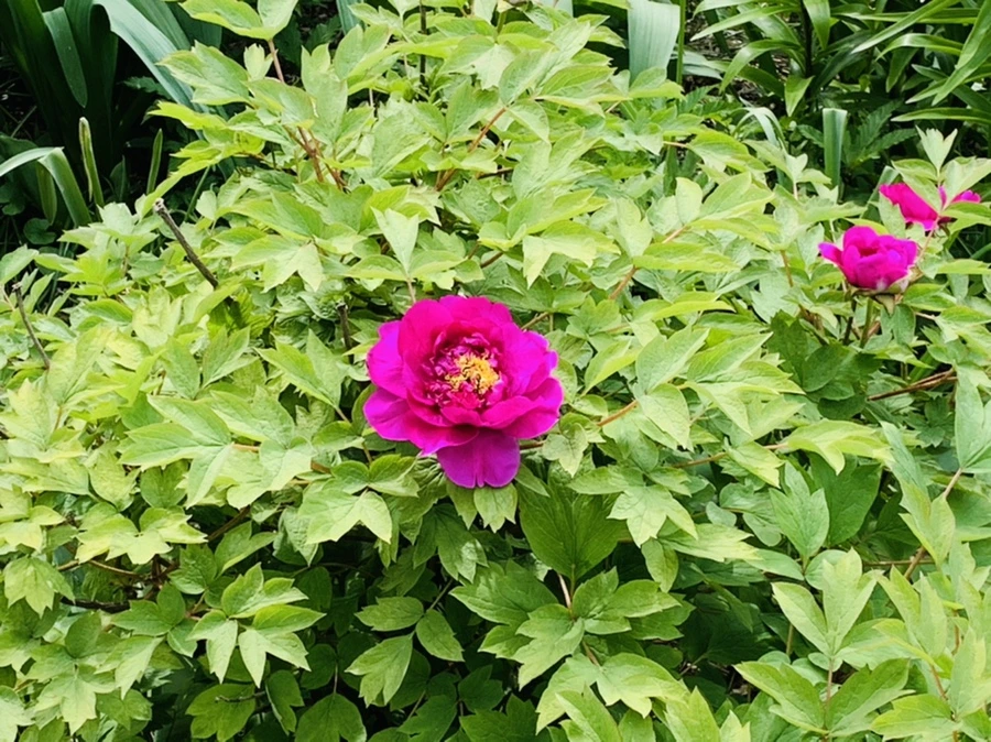 IMG_6931.jpg?type=w966