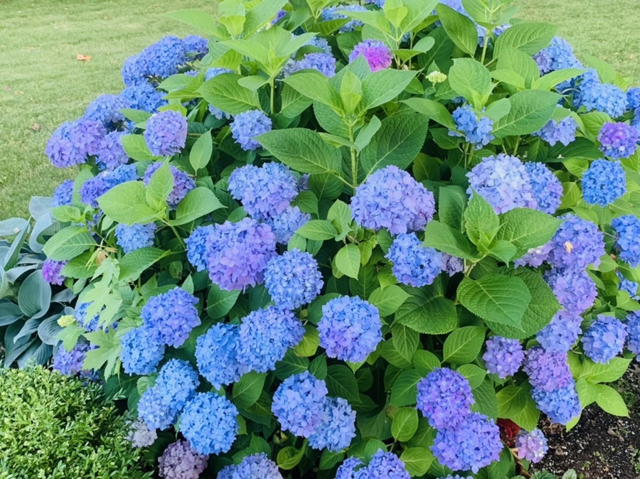 IMG_3936.jpg?type=w966