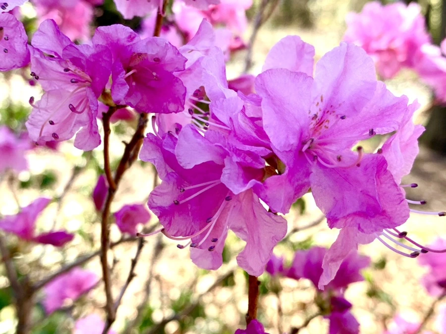 IMG_5641.jpg?type=w966