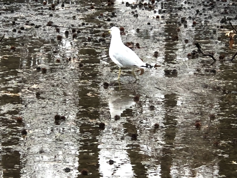 IMG_5683.jpg?type=w966