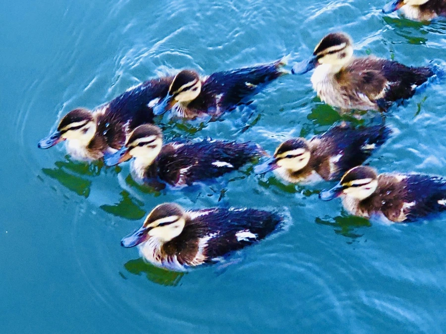 IMG_2697.jpg?type=w966