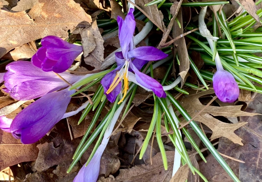 IMG_1445.jpg?type=w966