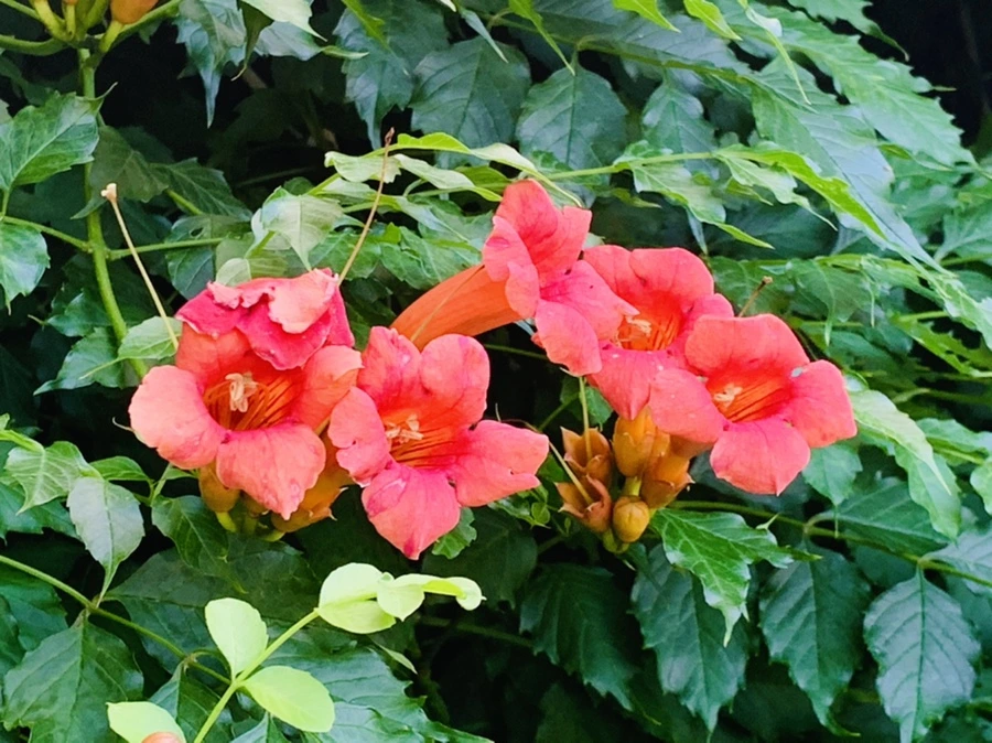 IMG_0910.jpg?type=w966