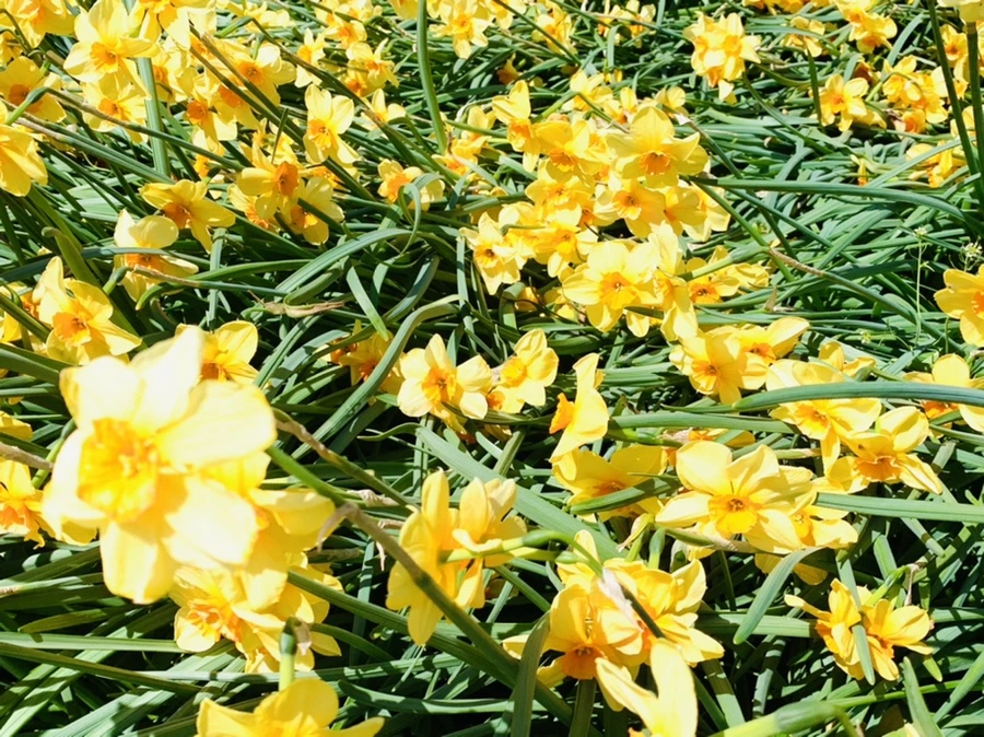 IMG_4799.jpg?type=w966