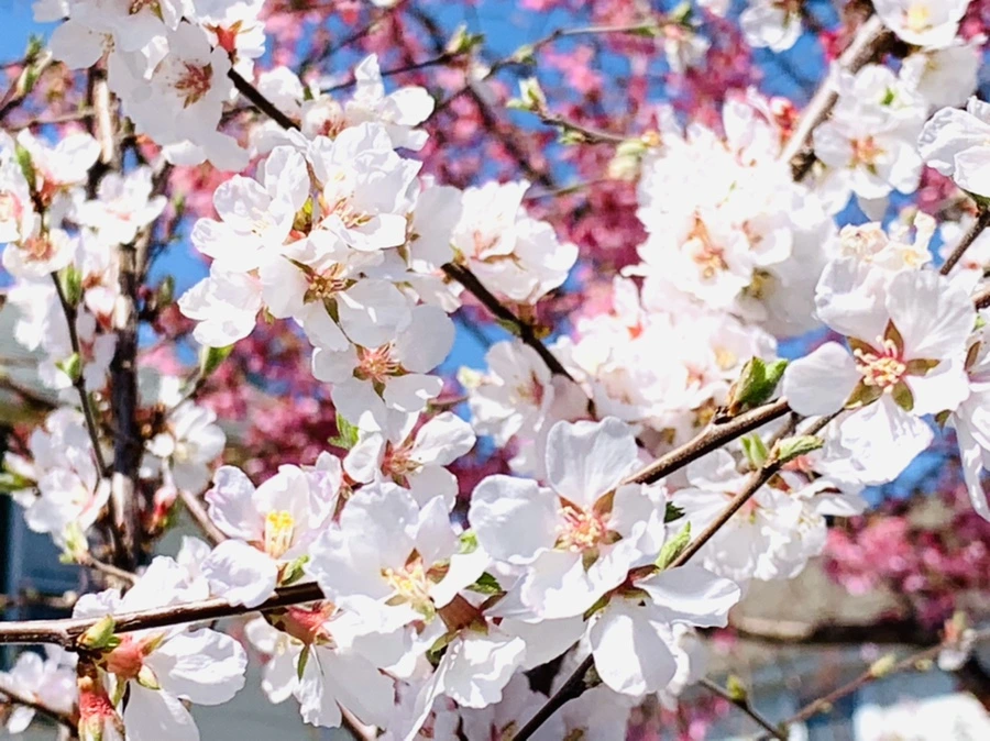 IMG_8098.jpg?type=w966