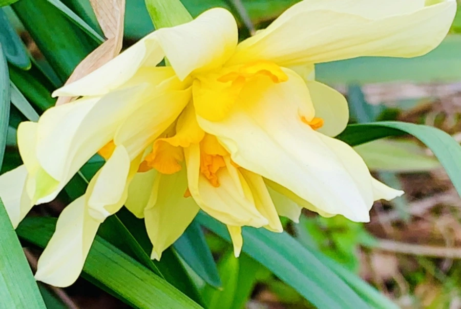 IMG_6824.jpg?type=w966