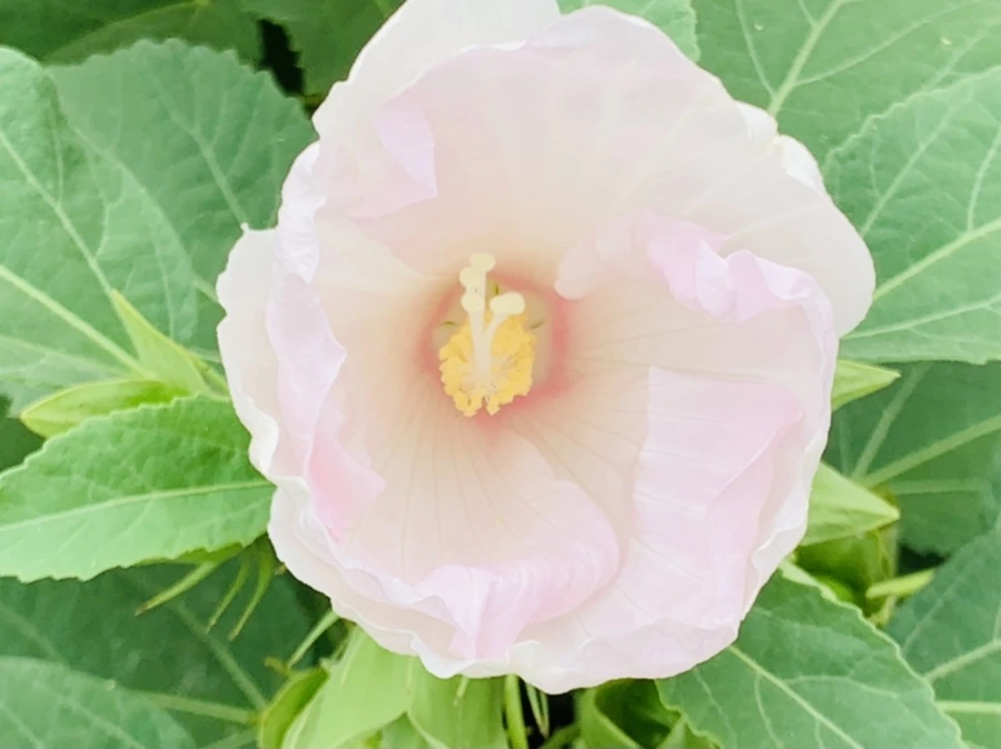 IMG_6037.jpg?type=w966