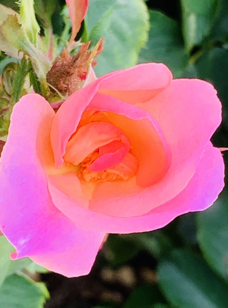 IMG_0446.jpg?type=w966