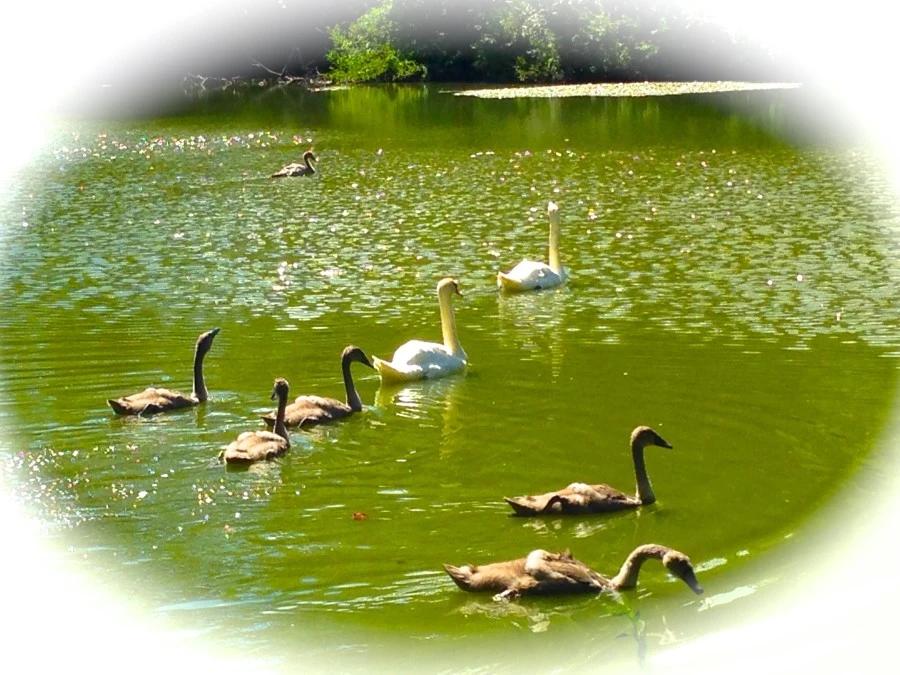 IMG_8998.JPG?type=w1