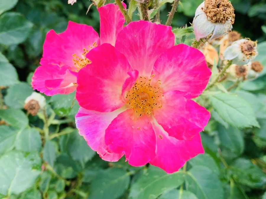 IMG_5989.jpg?type=w966