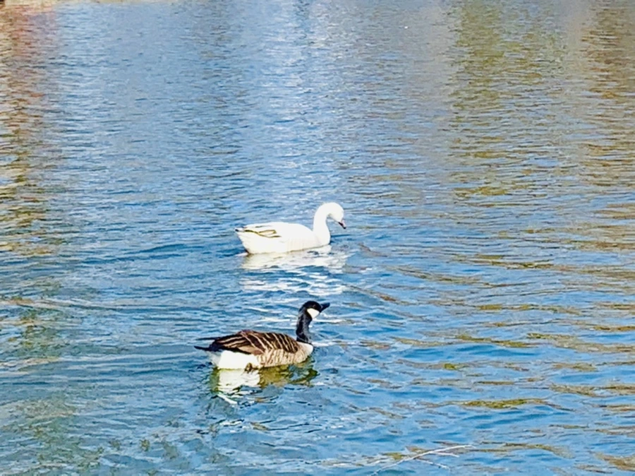 IMG_9946.jpg?type=w966