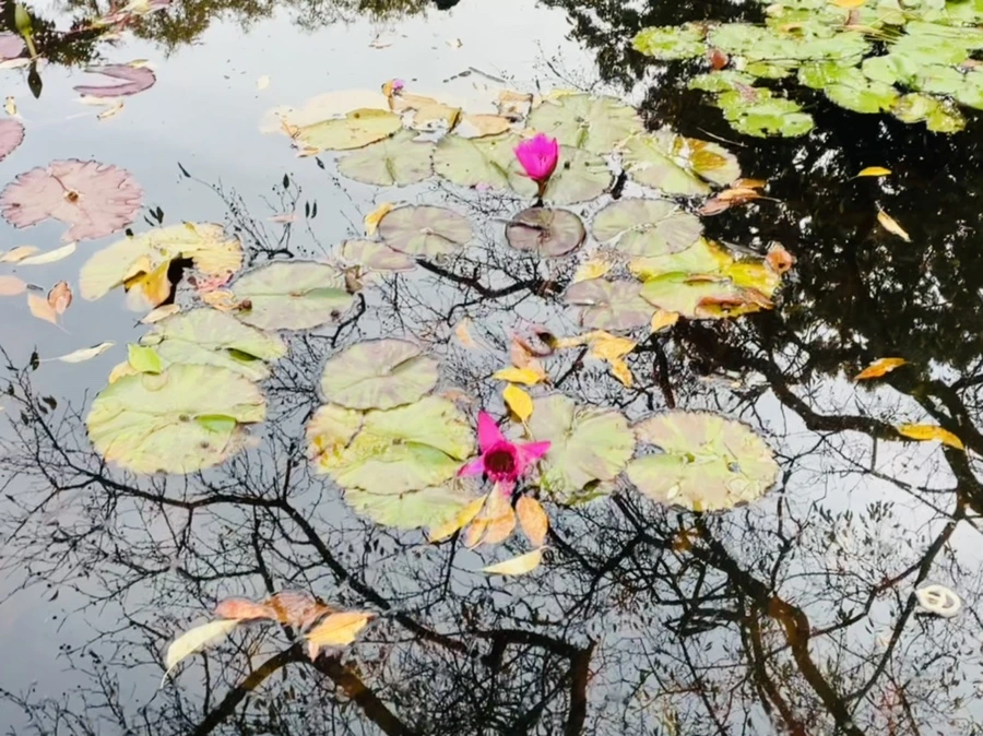 IMG_1254.jpg?type=w966