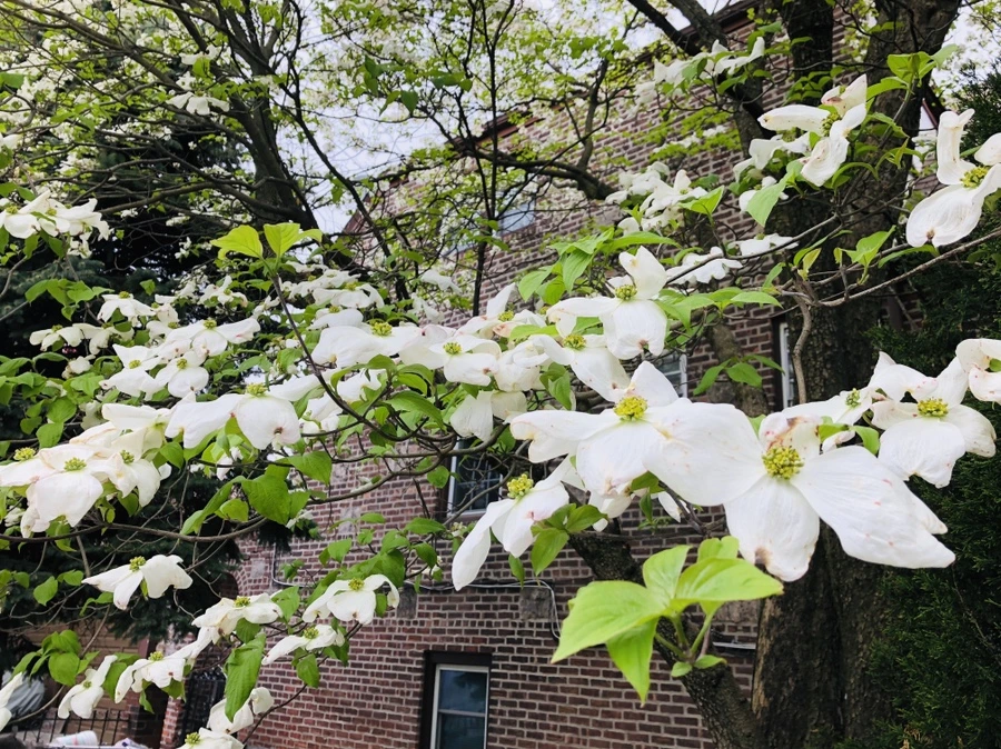 IMG_4045.jpg?type=w966