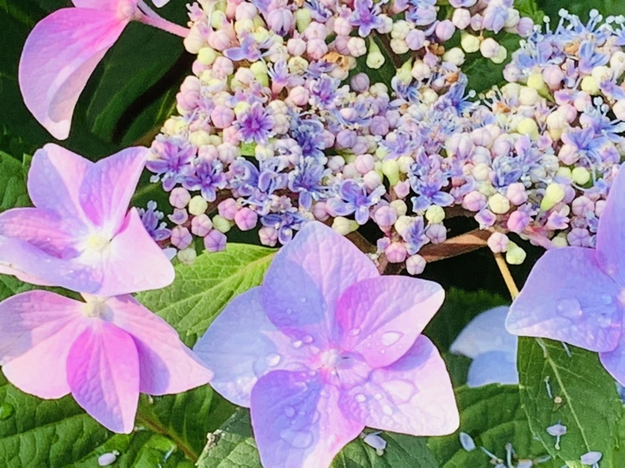 IMG_6067.jpg?type=w966