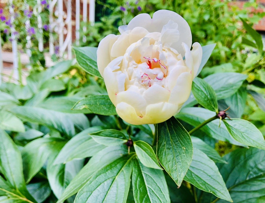 IMG_7909.jpg?type=w966