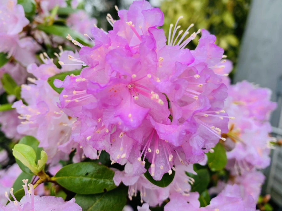 IMG_9485.jpg?type=w966