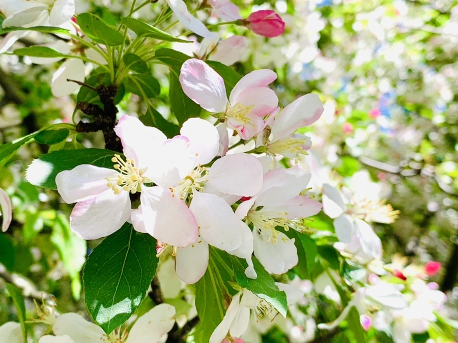 IMG_5752.jpg?type=w966