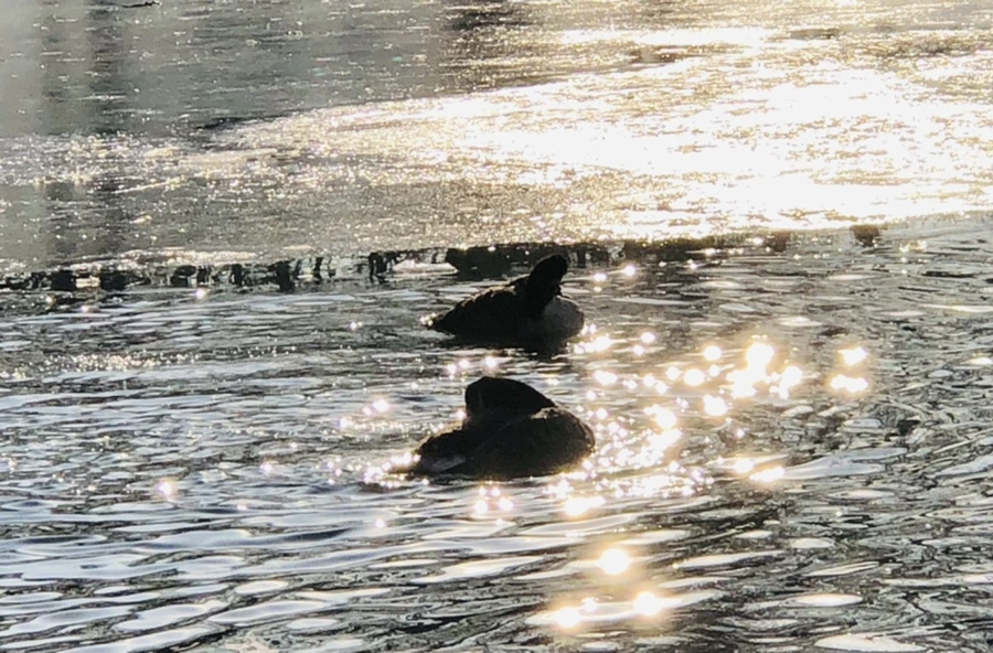 IMG_2859.jpg?type=w966