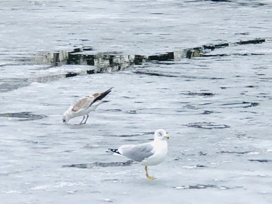 IMG_6398.jpg?type=w966