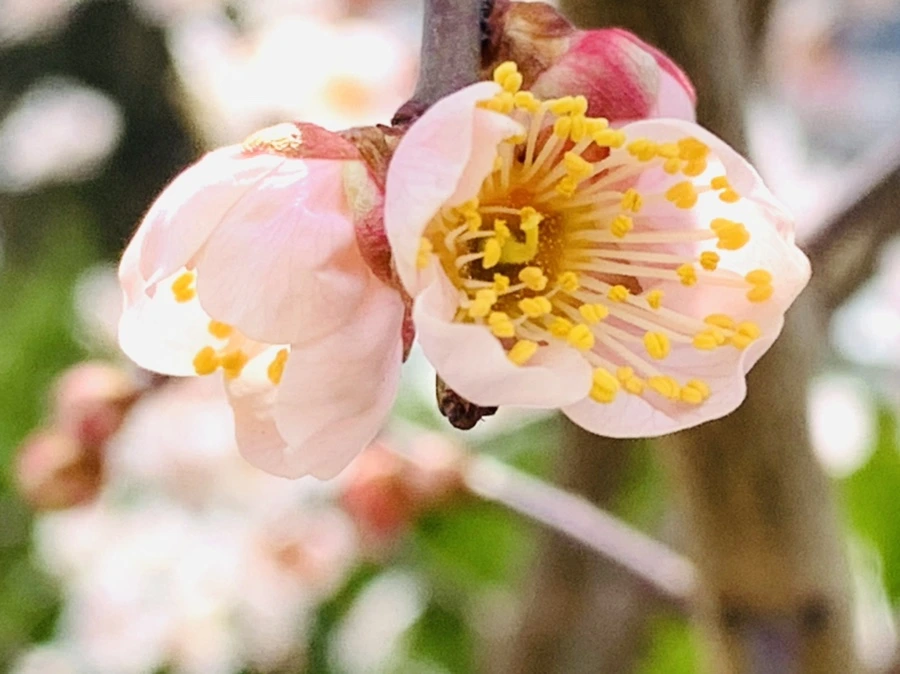 IMG_1049.jpg?type=w966